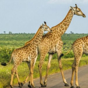 Best deal – Enjoy 15% off on Sensational South Africa experience at Titan Travel