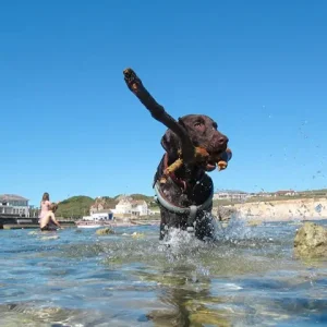 January Sale Madness – Get Up to 50% Off on Holiday Parks, Lodges & Boating with BreakFree Holidays